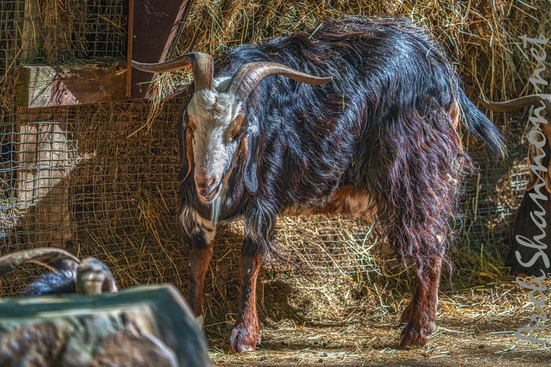0042-zoo osnabrueck-goat