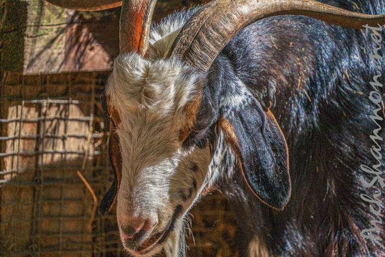 0043-zoo osnabrueck-goat