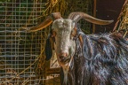 0044-zoo osnabrueck-goat