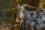 0045-zoo osnabrueck-goat