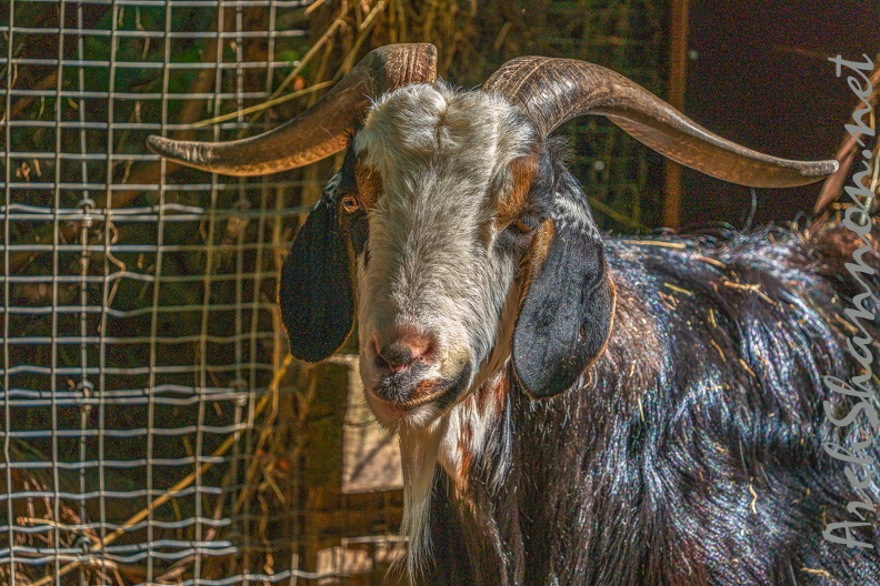 0046-zoo osnabrueck-goat
