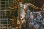 0046-zoo osnabrueck-goat