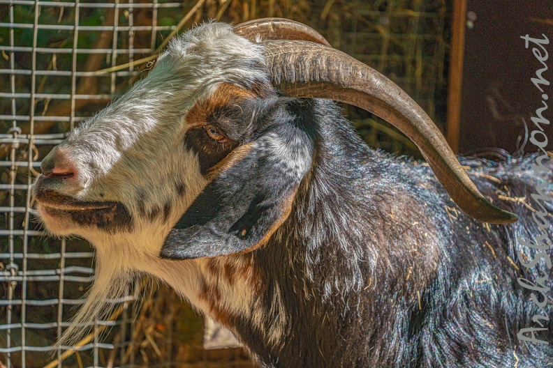 0047-zoo osnabrueck-goat