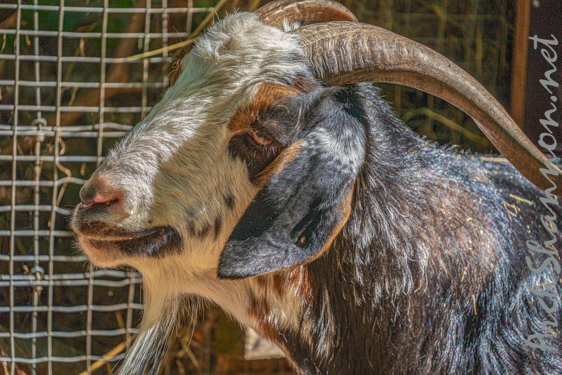 0048-zoo osnabrueck-goat