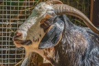 0048-zoo osnabrueck-goat