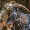 0049-zoo osnabrueck-goat