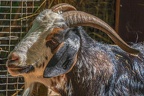 0049-zoo osnabrueck-goat