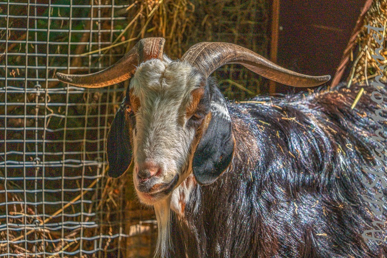 0050-zoo osnabrueck-goat