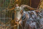 0050-zoo osnabrueck-goat