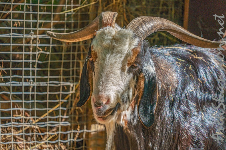 0051-zoo osnabrueck-goat.jpg