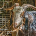 0051-zoo osnabrueck-goat