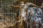 0052-zoo osnabrueck-goat
