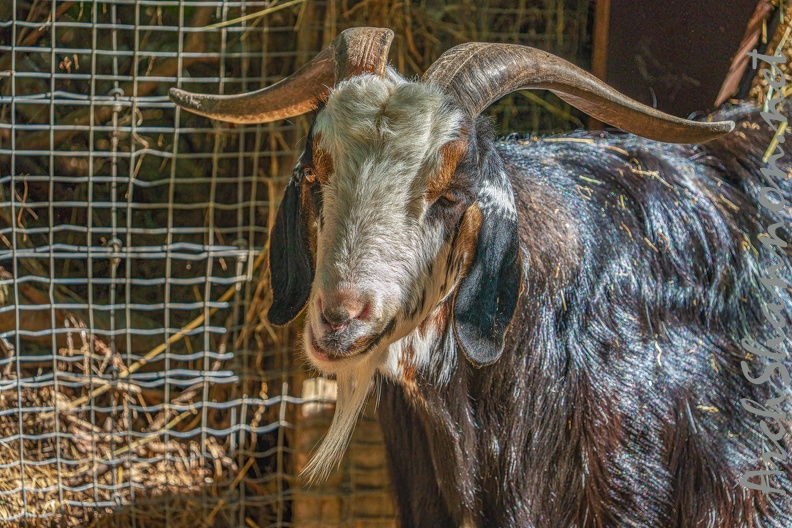 0053-zoo osnabrueck-goat