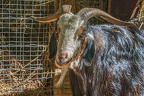 0053-zoo osnabrueck-goat