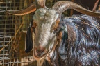 0054-zoo osnabrueck-goat