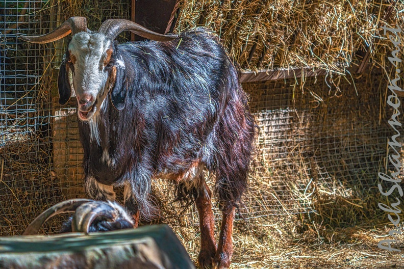 0055-zoo osnabrueck-goat