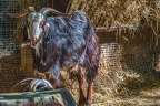 0055-zoo osnabrueck-goat