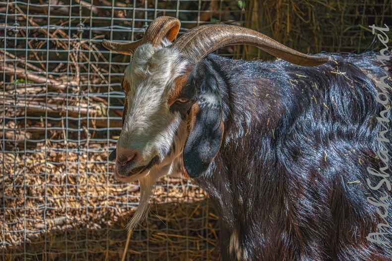 0056-zoo osnabrueck-goat
