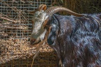 0056-zoo osnabrueck-goat