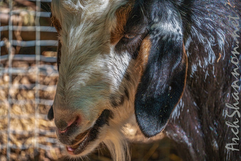 0057-zoo osnabrueck-goat.jpg