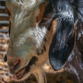 0057-zoo osnabrueck-goat