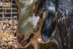 0057-zoo osnabrueck-goat