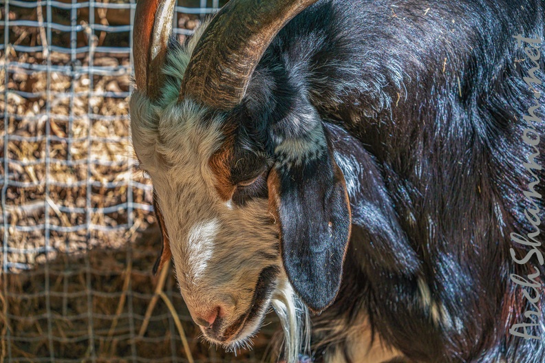 0058-zoo osnabrueck-goat