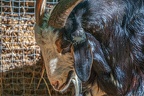 0058-zoo osnabrueck-goat