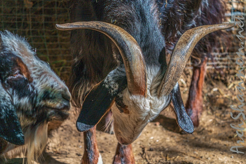 0059-zoo osnabrueck-goat