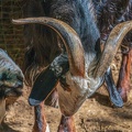 0059-zoo osnabrueck-goat