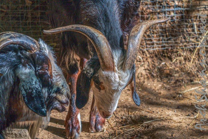 0060-zoo osnabrueck-goat