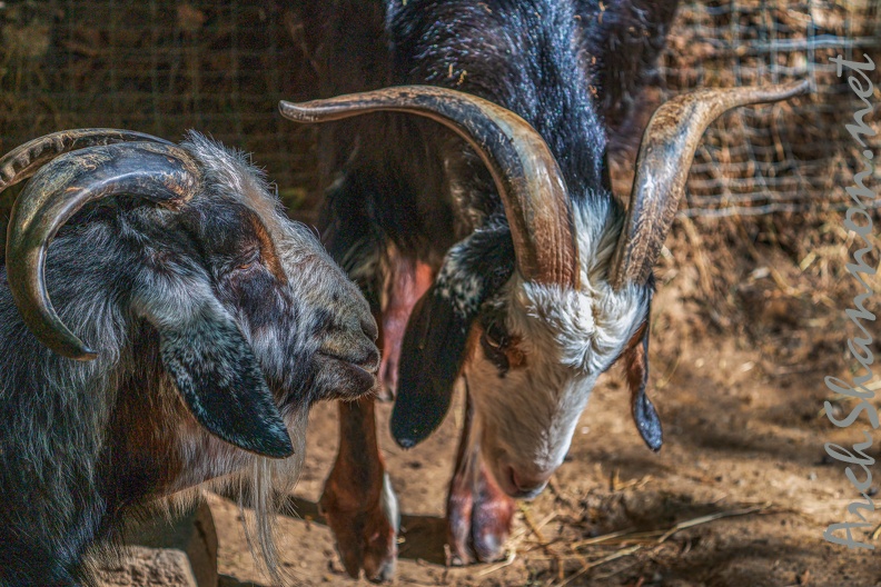 0061-zoo osnabrueck-goat