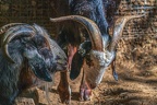 0061-zoo osnabrueck-goat