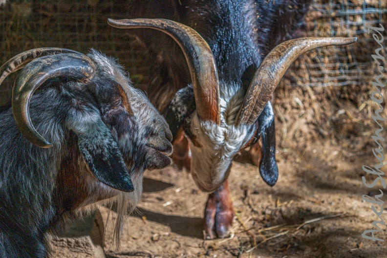 0062-zoo osnabrueck-goat
