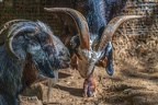 0062-zoo osnabrueck-goat