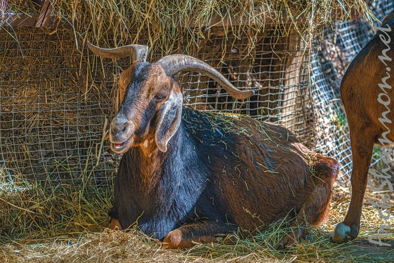 0063-zoo osnabrueck-goat
