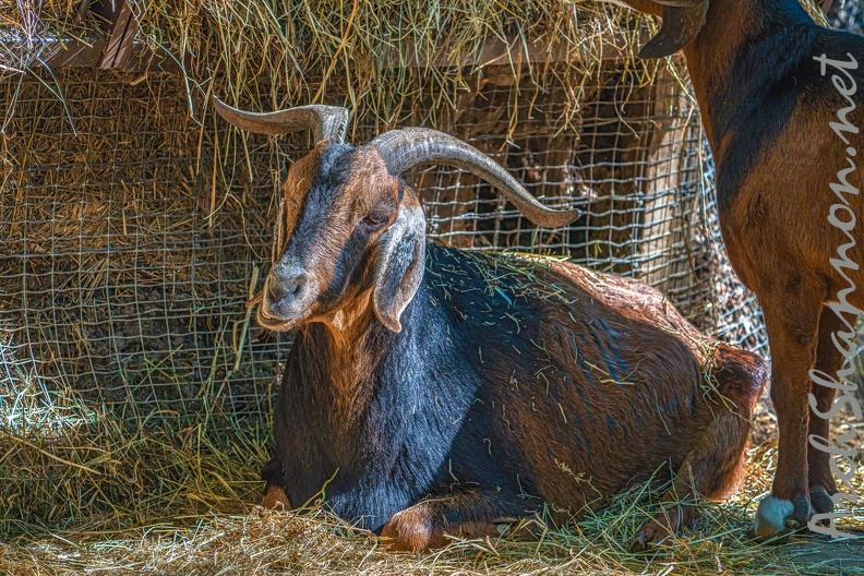 0064-zoo osnabrueck-goat