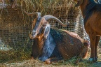 0064-zoo osnabrueck-goat
