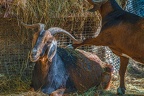 0065-zoo osnabrueck-goat