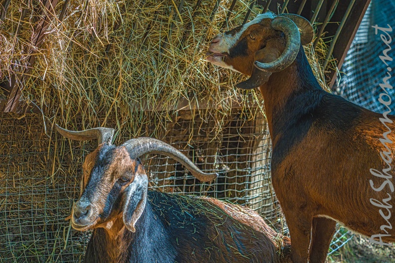 0066-zoo osnabrueck-goat