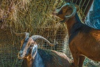 0066-zoo osnabrueck-goat