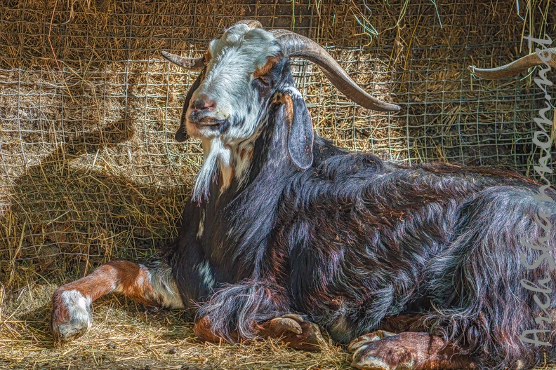 0067-zoo osnabrueck-goat