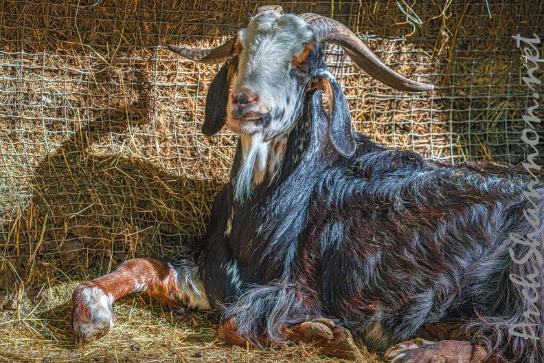 0068-zoo osnabrueck-goat