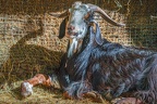 0068-zoo osnabrueck-goat