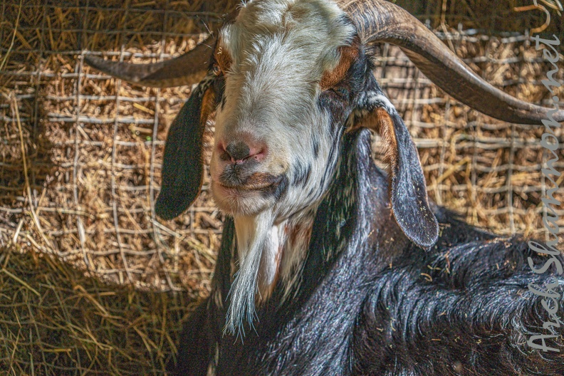 0069-zoo osnabrueck-goat