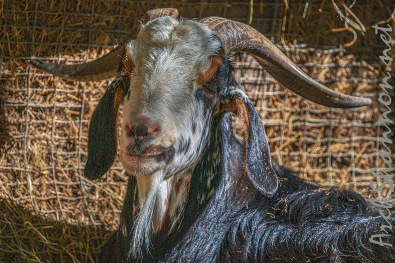 0070-zoo osnabrueck-goat