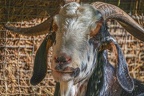 0071-zoo osnabrueck-goat