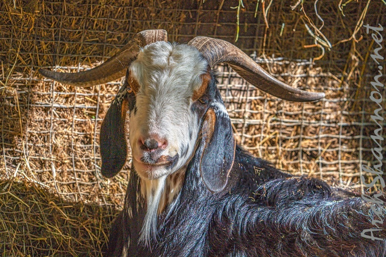 0072-zoo osnabrueck-goat