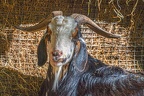 0072-zoo osnabrueck-goat