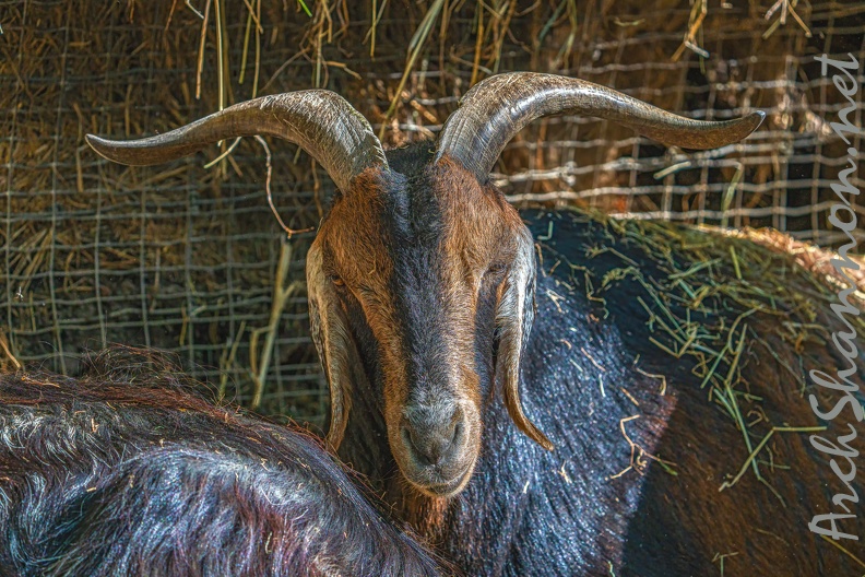 0073-zoo osnabrueck-goat